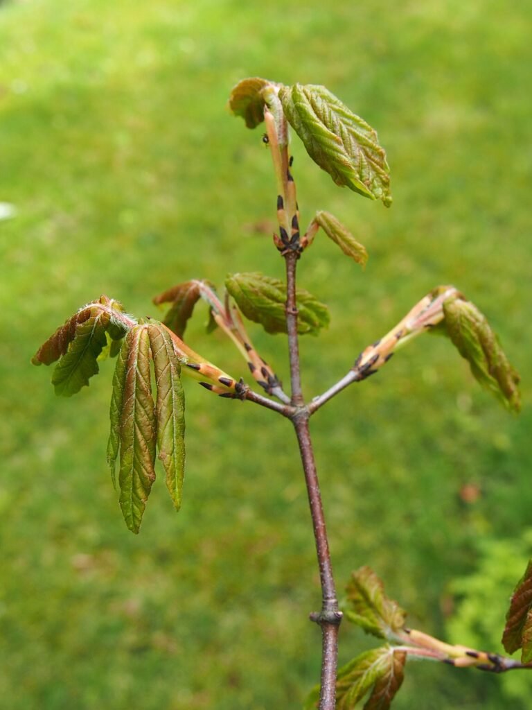 Zimt-Ahorn (Acer griseum) – Blätter und Triebe, Pflanzenfoto