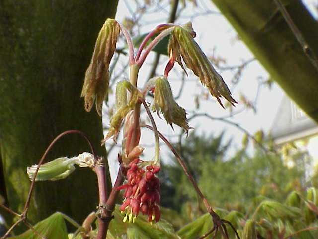 Downy Japanese Maple (Acer japonicum) – characteristic appearance, plant photo