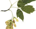Eschen-Ahorn (Acer negundo) – Pflege