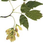 boxelder (Acer negundo) – characteristic appearance, plant photo