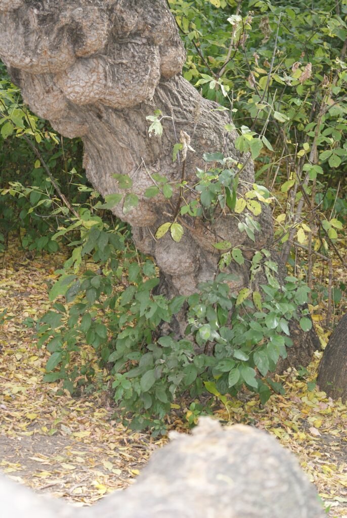 Eschen-Ahorn (Acer negundo) – Blätter und Triebe, Pflanzenfoto