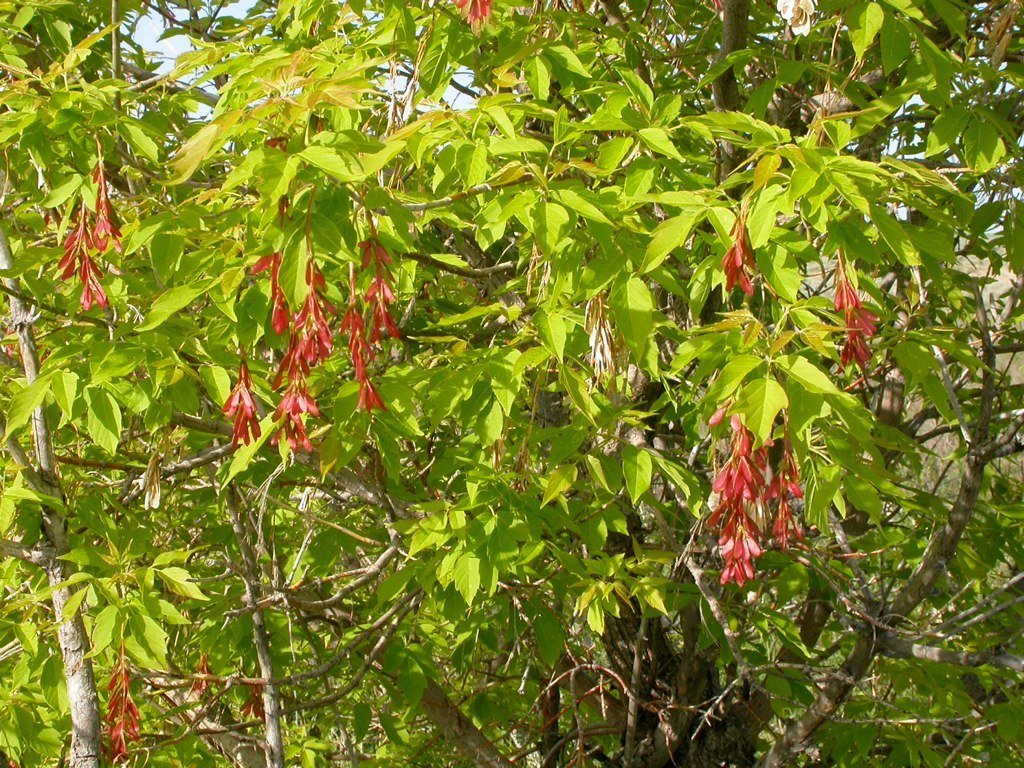 Eschen-Ahorn (Acer negundo) – Früchte in Nahaufnahme, Pflanzenfoto