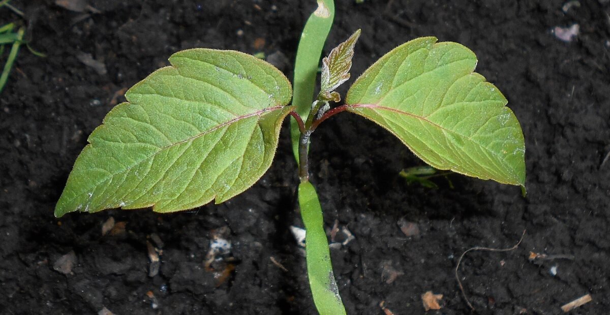boxelder (Acer negundo) – plant photo