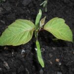 boxelder (Acer negundo) – plant photo