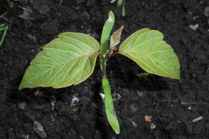 Acer negundo