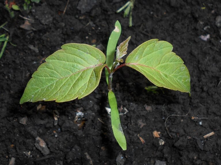 boxelder (Acer negundo) – in a garden setting, plant photo