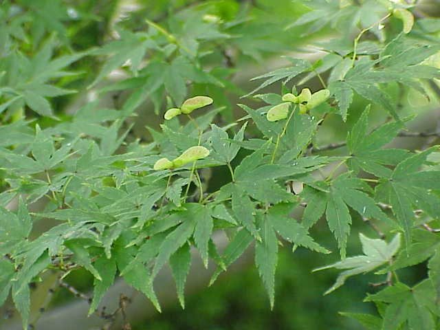 Acer palmatum care guide (Acer palmatum) – characteristic appearance, plant photo