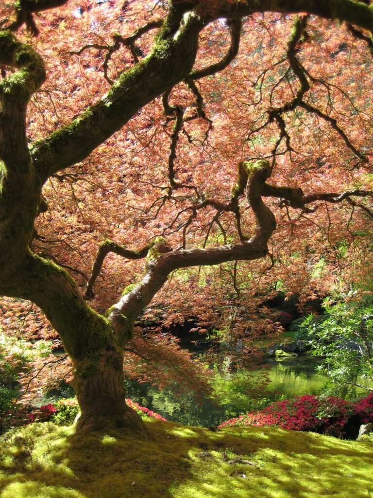 Acer palmatum care guide (Acer palmatum) – in a garden setting, plant photo
