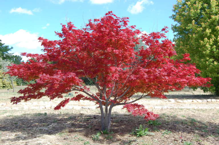Acer palmatum care guide (Acer palmatum) – characteristic appearance, plant photo