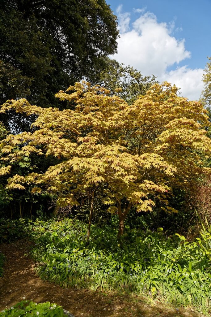 Acer palmatum care guide (Acer palmatum) – in its natural habitat, plant photo