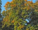 Spitzahorn (Acer platanoides) – Pflege