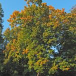 he Norway maple (Acer platanoides) – characteristic appearance, plant photo