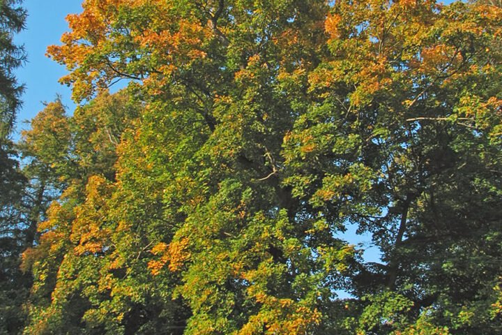 Acer platanoides