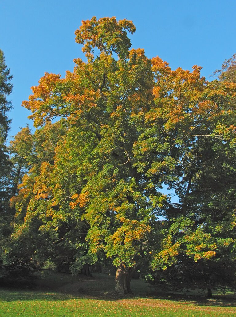 he Norway maple (Acer platanoides) – characteristic appearance, plant photo