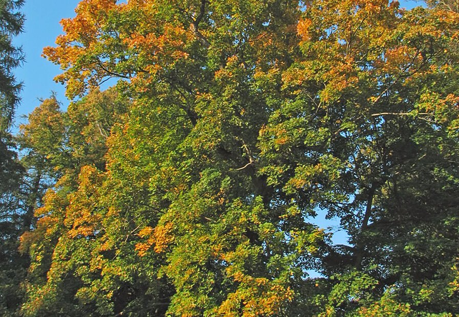 javor mliečny (Acer platanoides) – fotografia rastliny