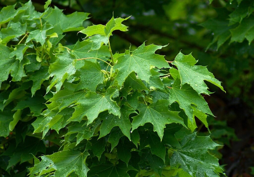 javor mliečny (Acer platanoides) – typický vzhľad, fotografia rastliny