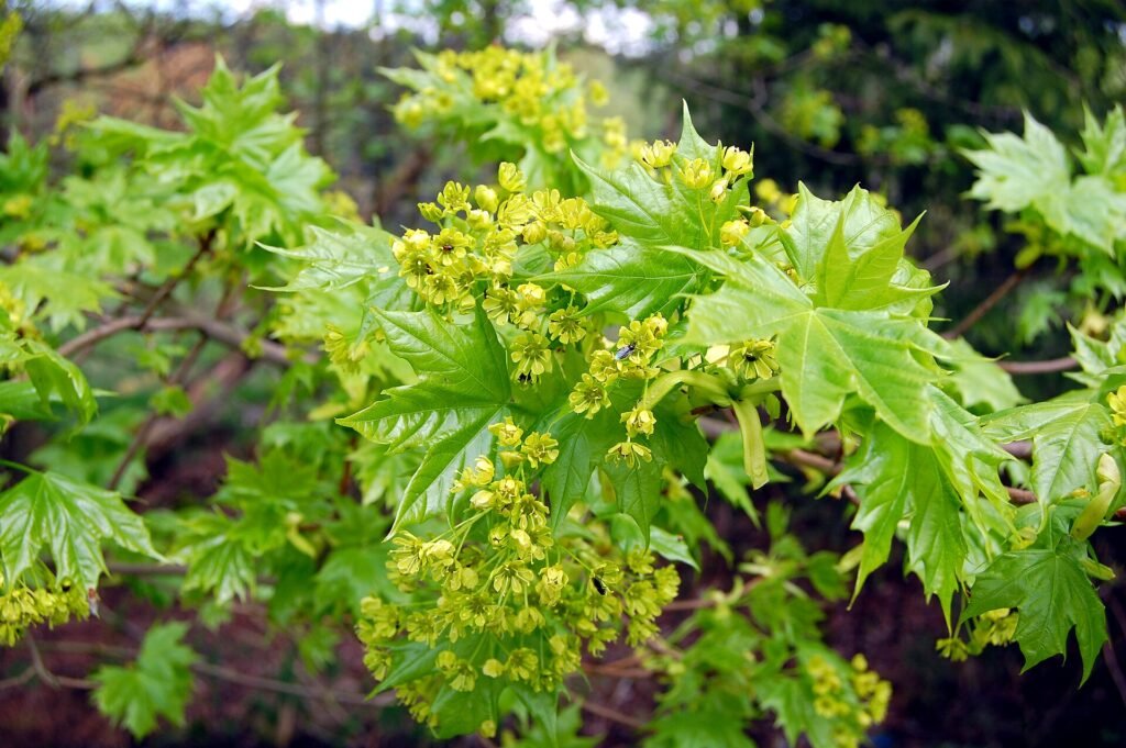 javor mliečny (Acer platanoides) – typický vzhľad, fotografia rastliny