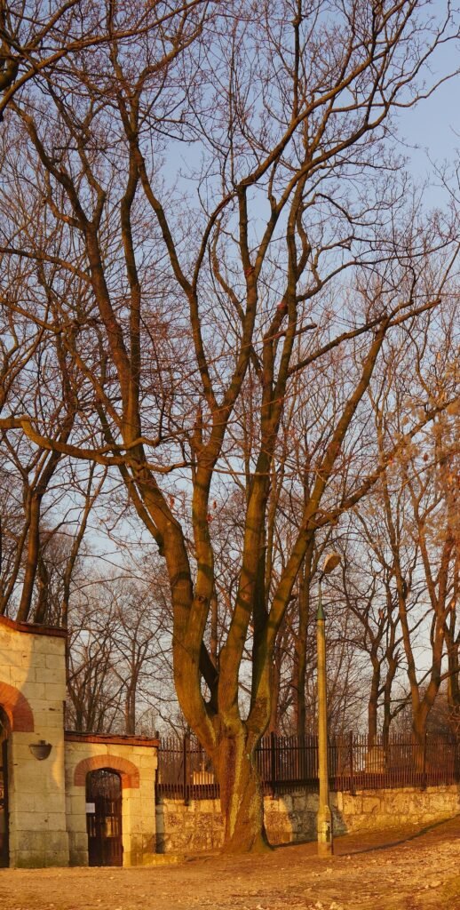 javor mliečny (Acer platanoides) – typický vzhľad, fotografia rastliny
