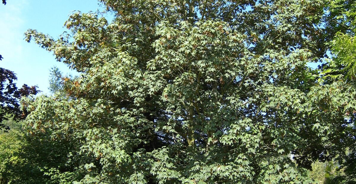 Berg-Ahorn (Acer pseudoplatanus) – Pflanzenfoto