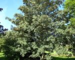 Berg-Ahorn (Acer pseudoplatanus) – Pflege