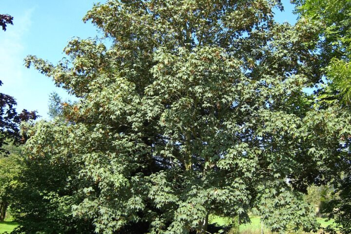 Acer pseudoplatanus