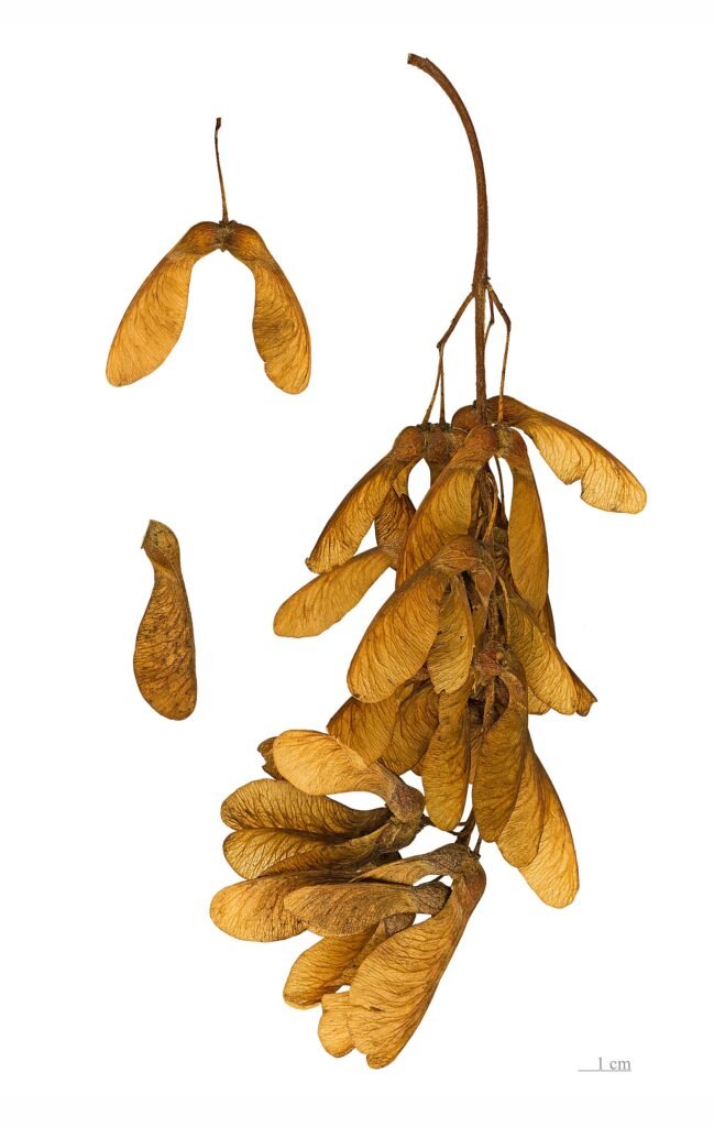 Berg-Ahorn (Acer pseudoplatanus) – typisches Erscheinungsbild, Pflanzenfoto