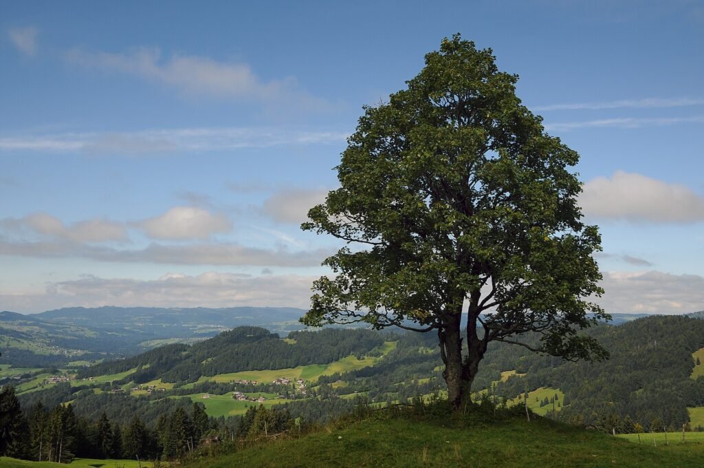 Berg-Ahorn (Acer pseudoplatanus) – typisches Erscheinungsbild, Pflanzenfoto