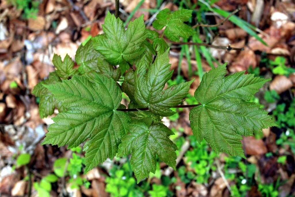 Berg-Ahorn (Acer pseudoplatanus) – am natürlichen Standort, Pflanzenfoto