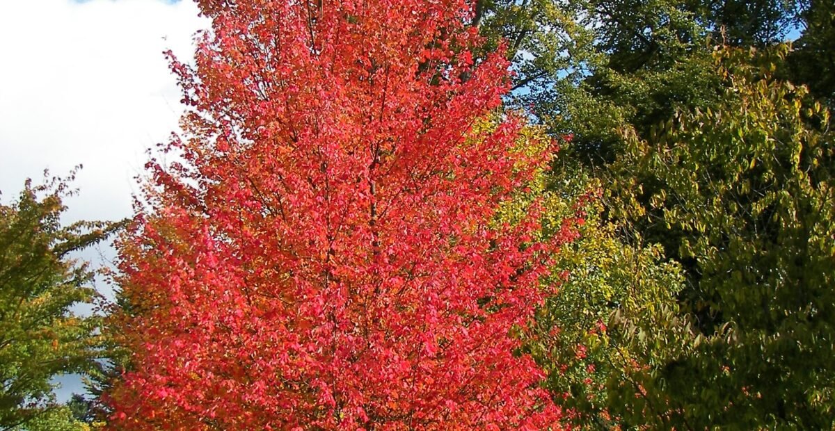 Rot-Ahorn (Acer rubrum) – Pflanzenfoto
