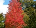 Rot-Ahorn (Acer rubrum) – Pflege