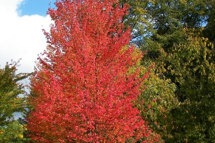 Acer rubrum