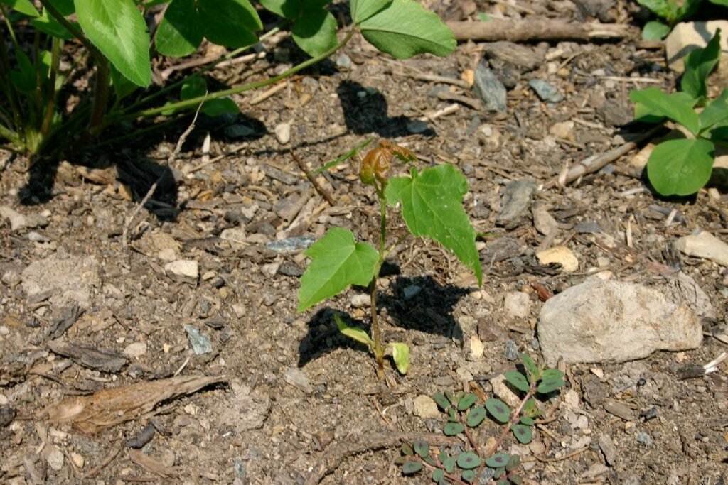 Rot-Ahorn (Acer rubrum) – typisches Erscheinungsbild, Pflanzenfoto