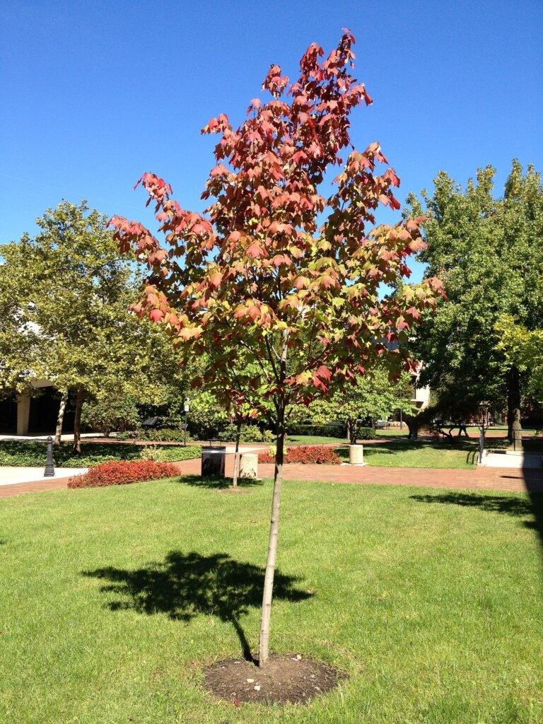 Rot-Ahorn (Acer rubrum) – typisches Erscheinungsbild, Pflanzenfoto