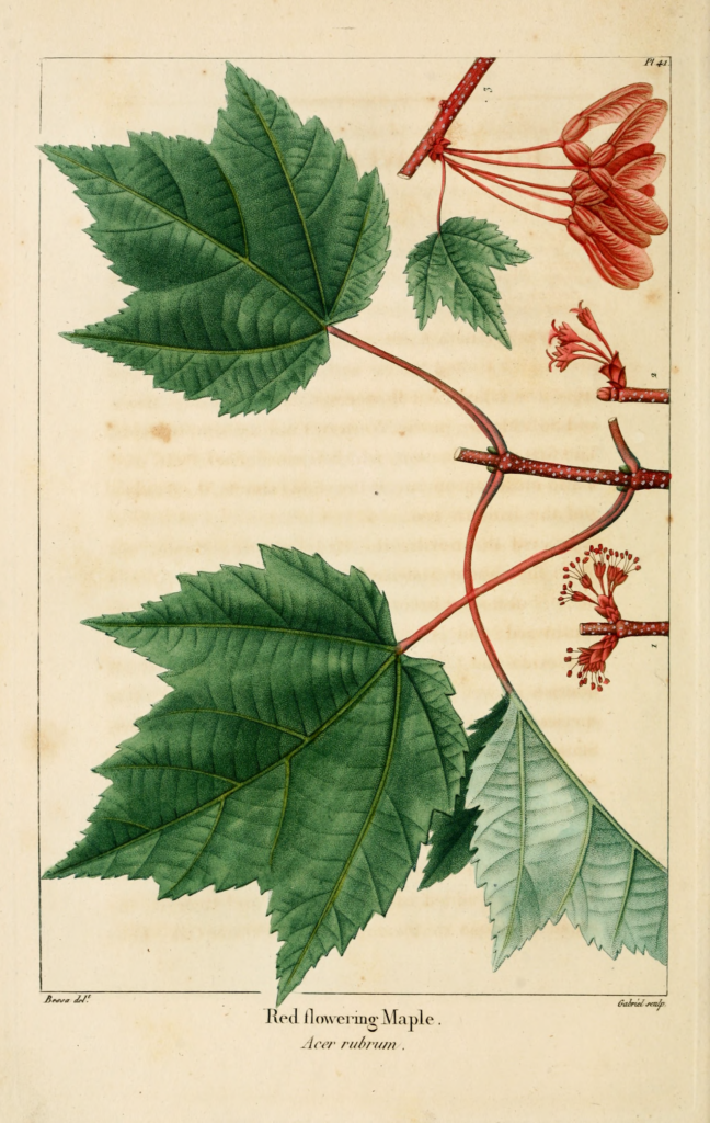 Rot-Ahorn (Acer rubrum) – typisches Erscheinungsbild, Pflanzenfoto