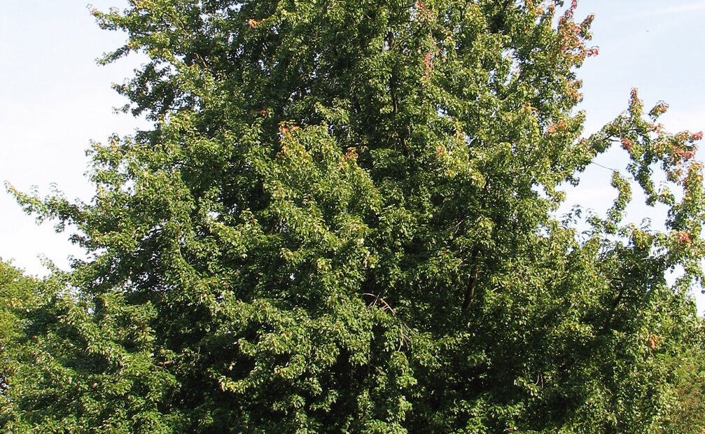 Silber-Ahorn (Acer saccharinum) – Pflanzenfoto