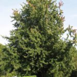 silver maple (Acer saccharinum) – characteristic appearance, plant photo