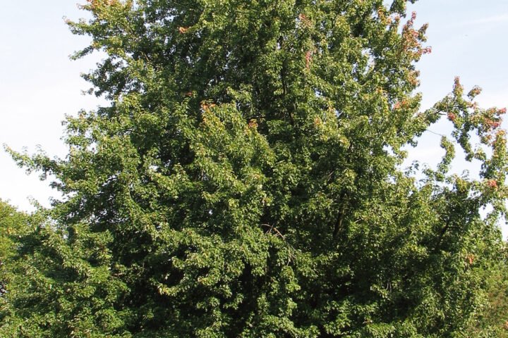 Acer saccharinum