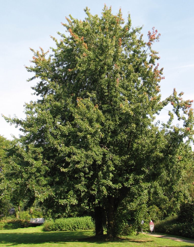 silver maple (Acer saccharinum) – characteristic appearance, plant photo