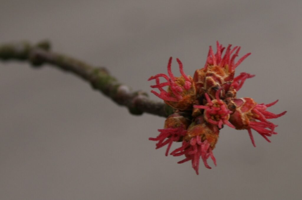 Silber-Ahorn (Acer saccharinum) – Blüten in Nahaufnahme, Pflanzenfoto