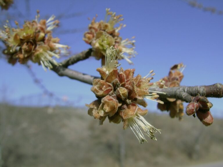silver maple (Acer saccharinum) – flowers in close-up, plant photo