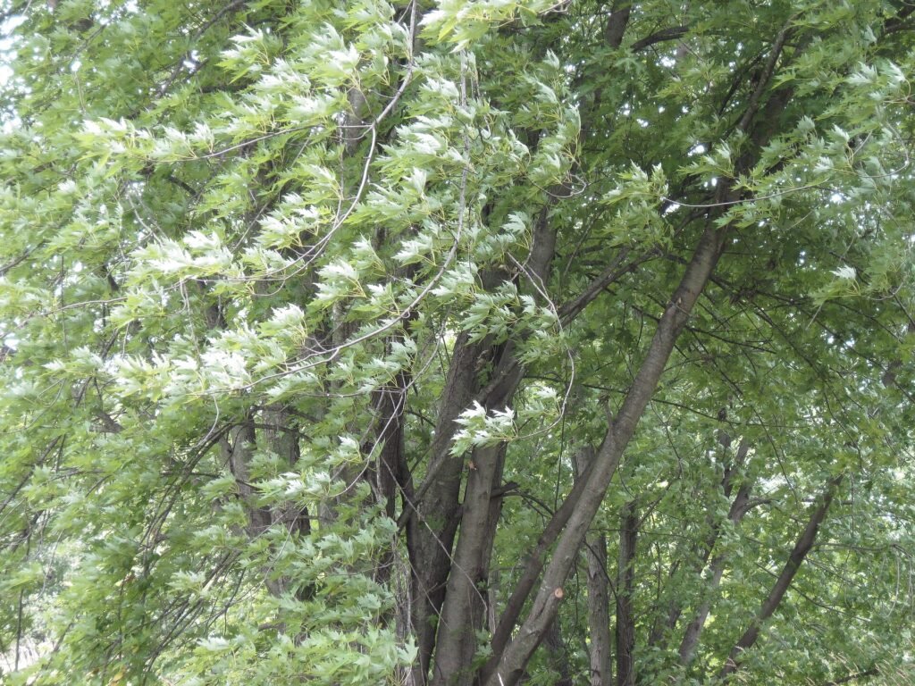 Silber-Ahorn (Acer saccharinum) – am natürlichen Standort, Pflanzenfoto