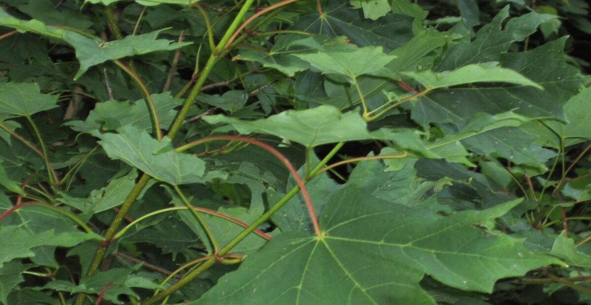 Zucker-Ahorn (Acer saccharum) – Pflanzenfoto