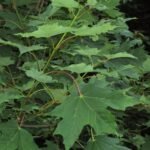 sugar maple (Acer saccharum) – seeds and fruit, plant photo