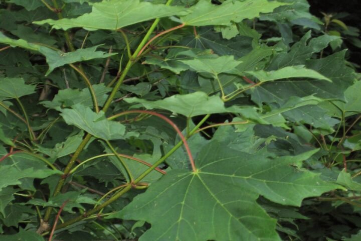 Acer saccharum