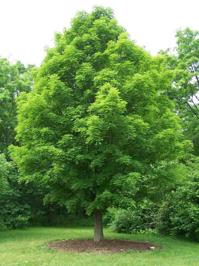 Zucker-Ahorn (Acer saccharum) – natürliche Wuchsform, Pflanzenfoto