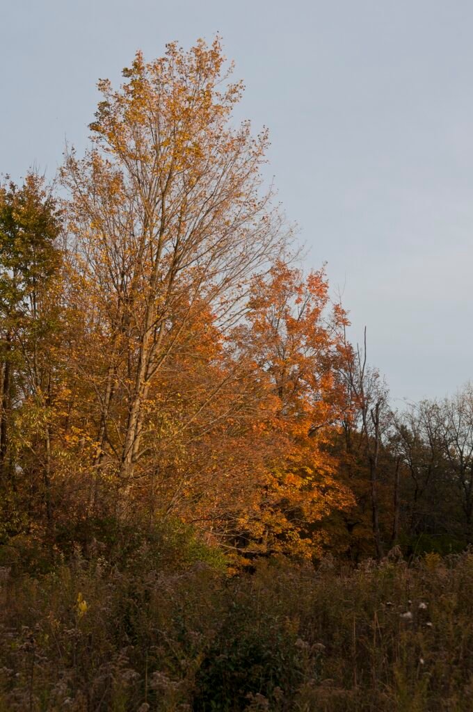 Zucker-Ahorn (Acer saccharum) – im Garten, Pflanzenfoto