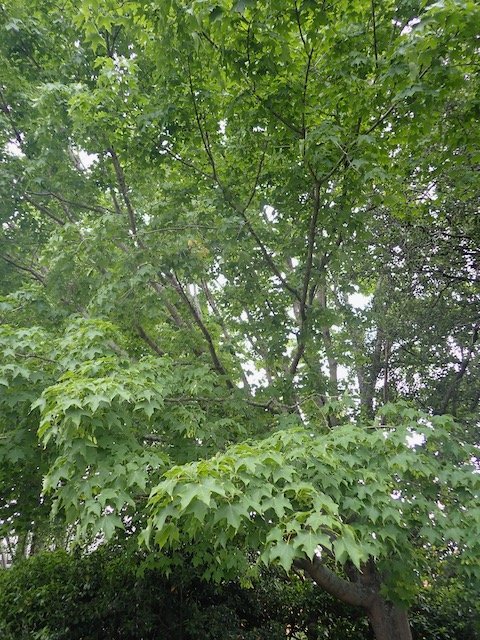 Zucker-Ahorn (Acer saccharum) – Samen und Früchte, Pflanzenfoto