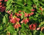 Tatarischer Steppen-ahorn (Acer tataricum) – Pflege