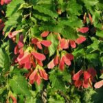 Tatar Maple (Acer tataricum) – fruit in close-up, plant photo