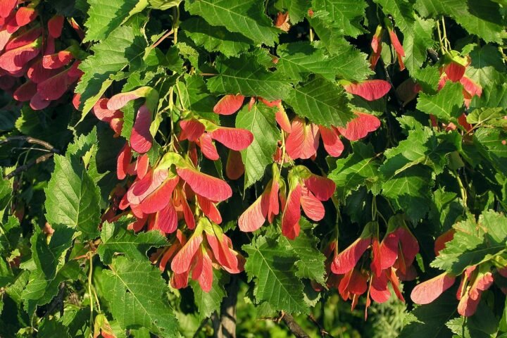 Acer tataricum